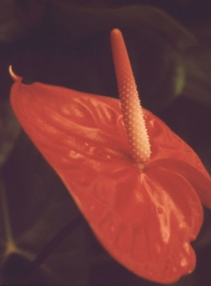 Novel Close up of a red anthurium.
