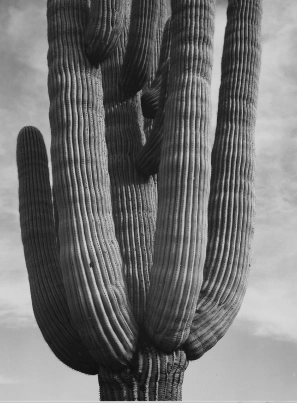 Novel Category Cactus