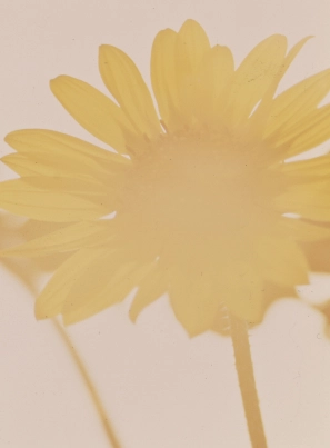 Novel Category Sunflowers